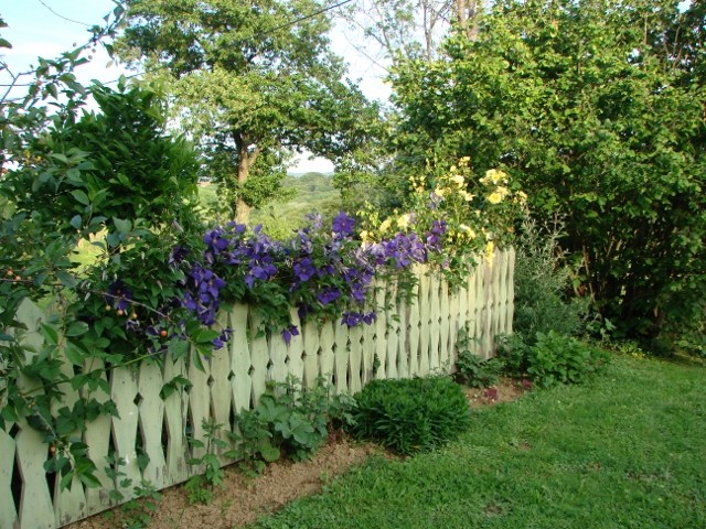 plot s kelmatisom